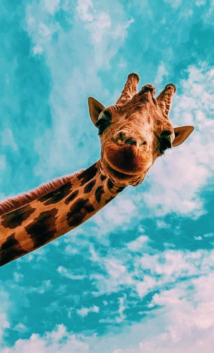 Brown Giraffe Blue Sky Cute Iphone Background