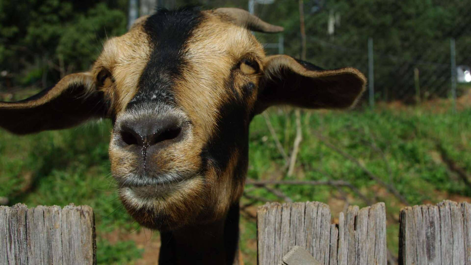 Brown Goat With Black Facial Line Background