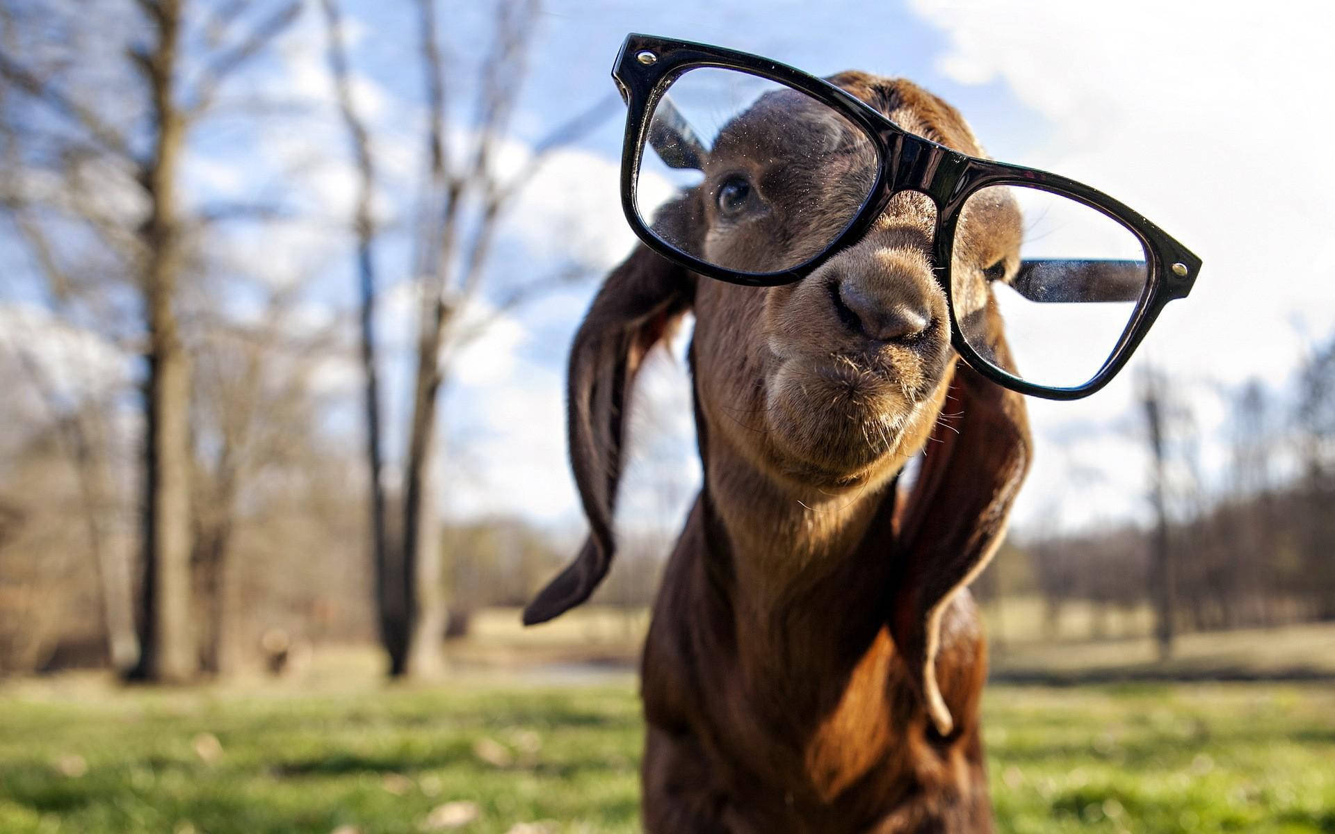 Brown Goat With Eyeglasses