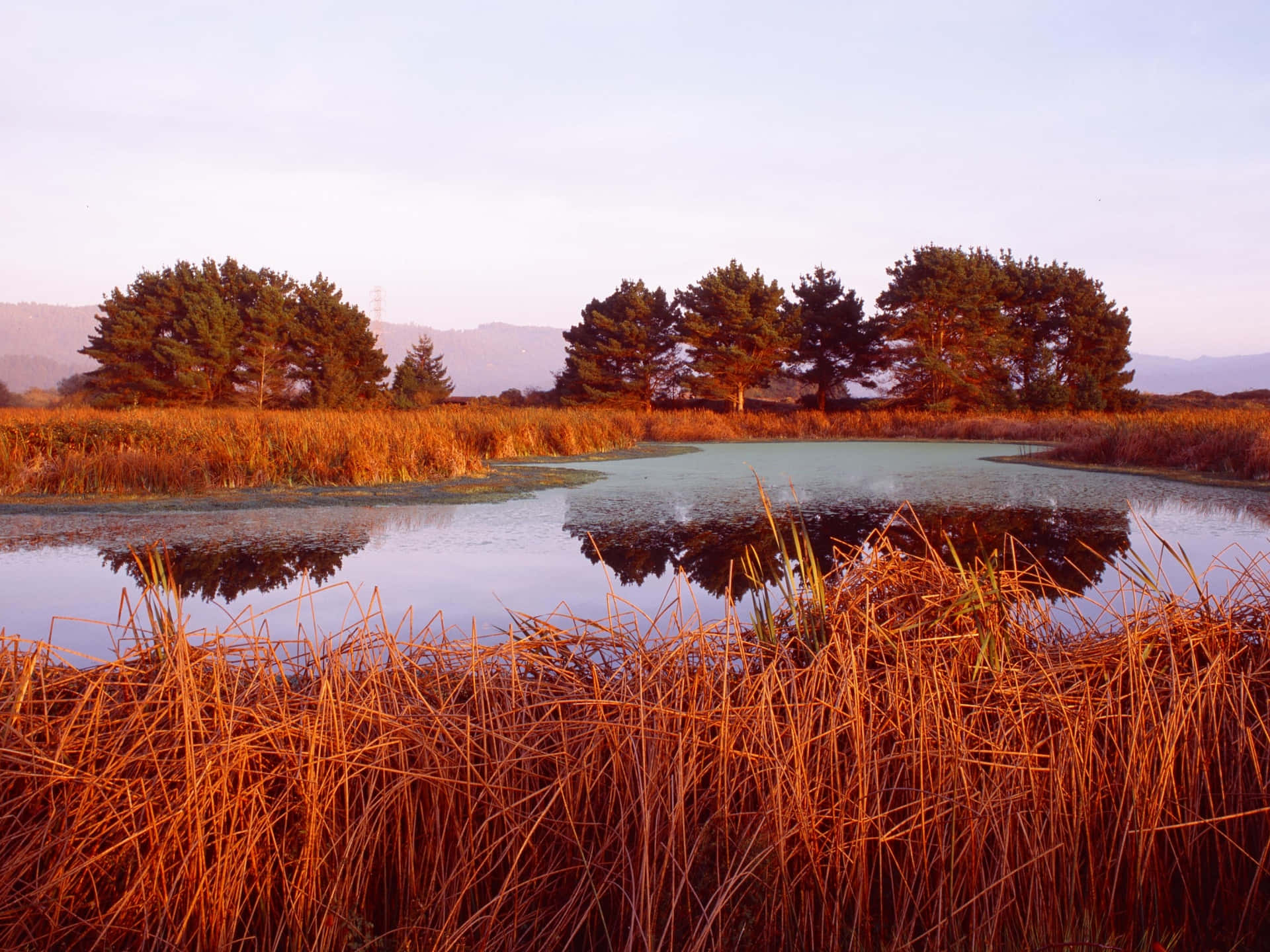 Brown Grass Field Natural Background Background