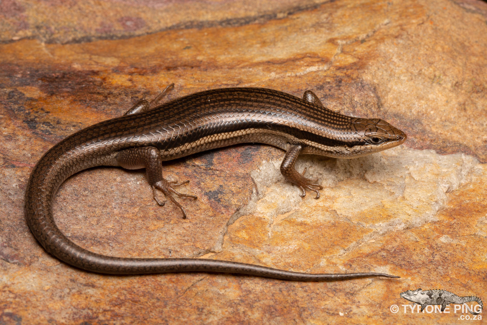 Brown Ground Skink Healthy Lizard Background