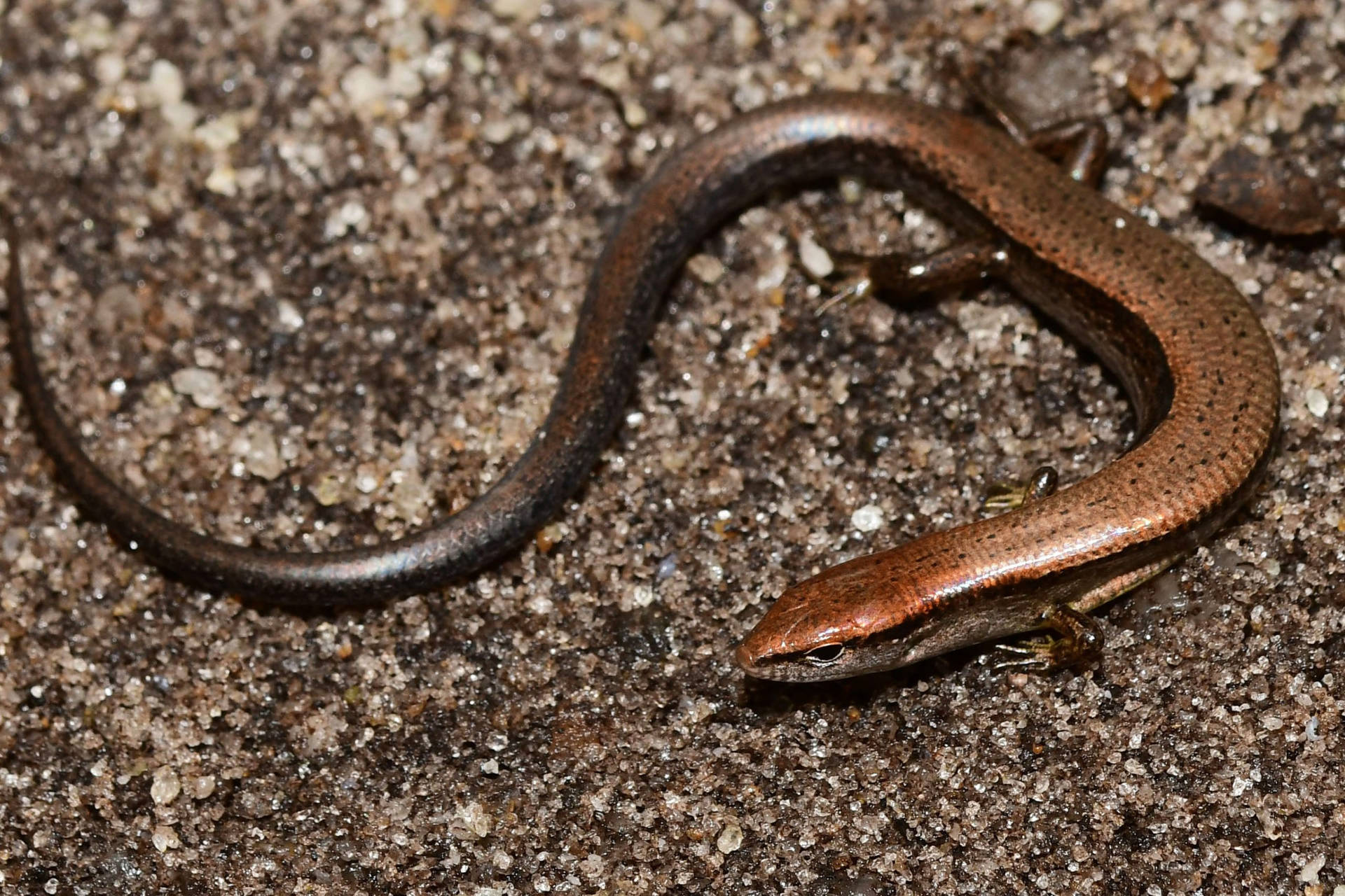 Brown Ground Skink South Carolina Background