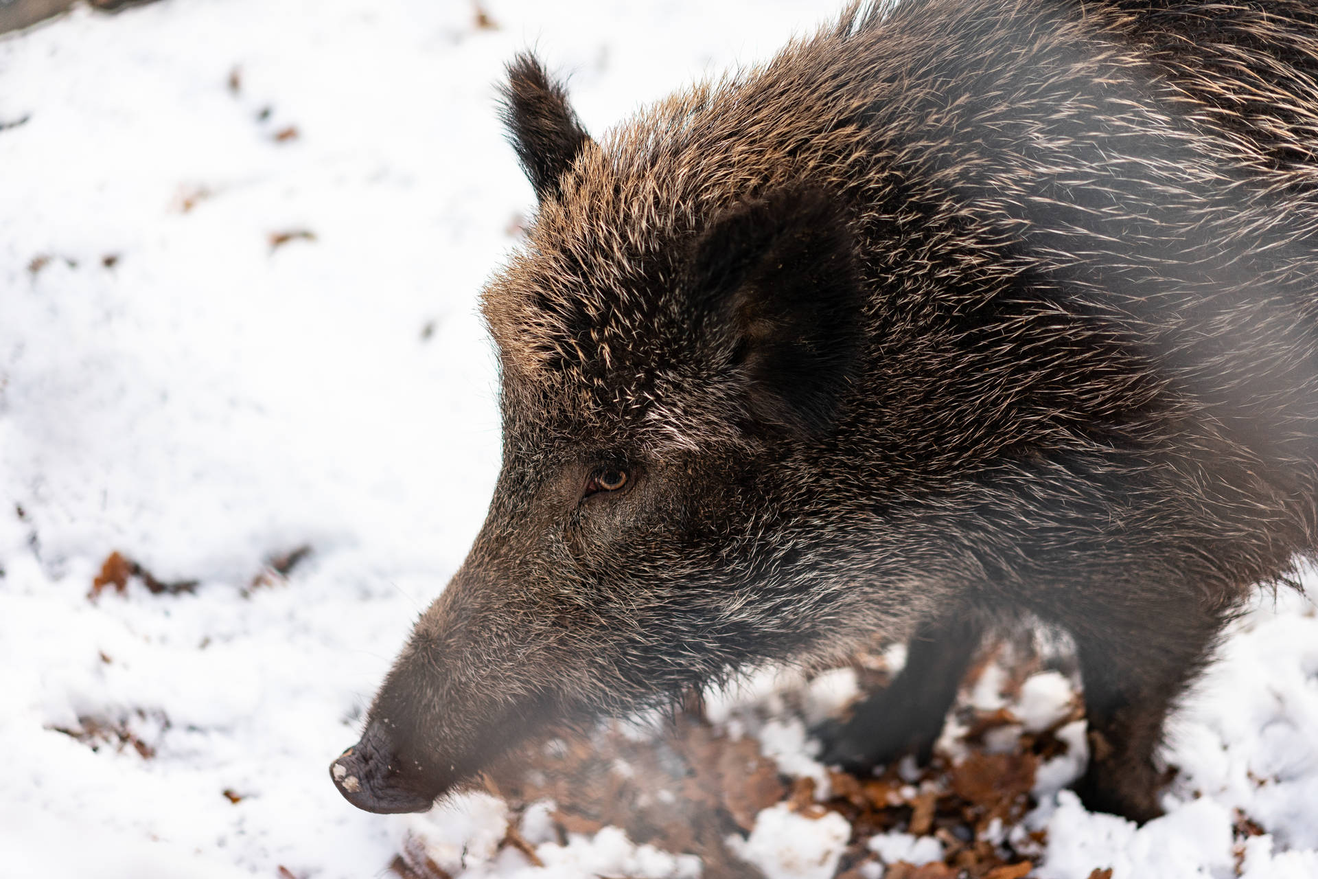 Brown Hairy Boar Wild Animal Background