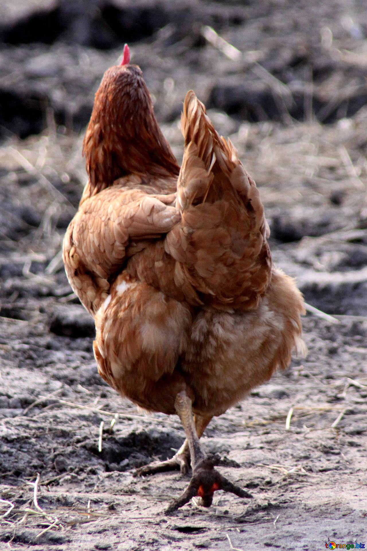 Brown Hen Background