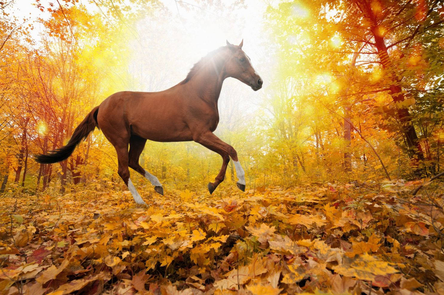 Brown Horse Animal Poster Background