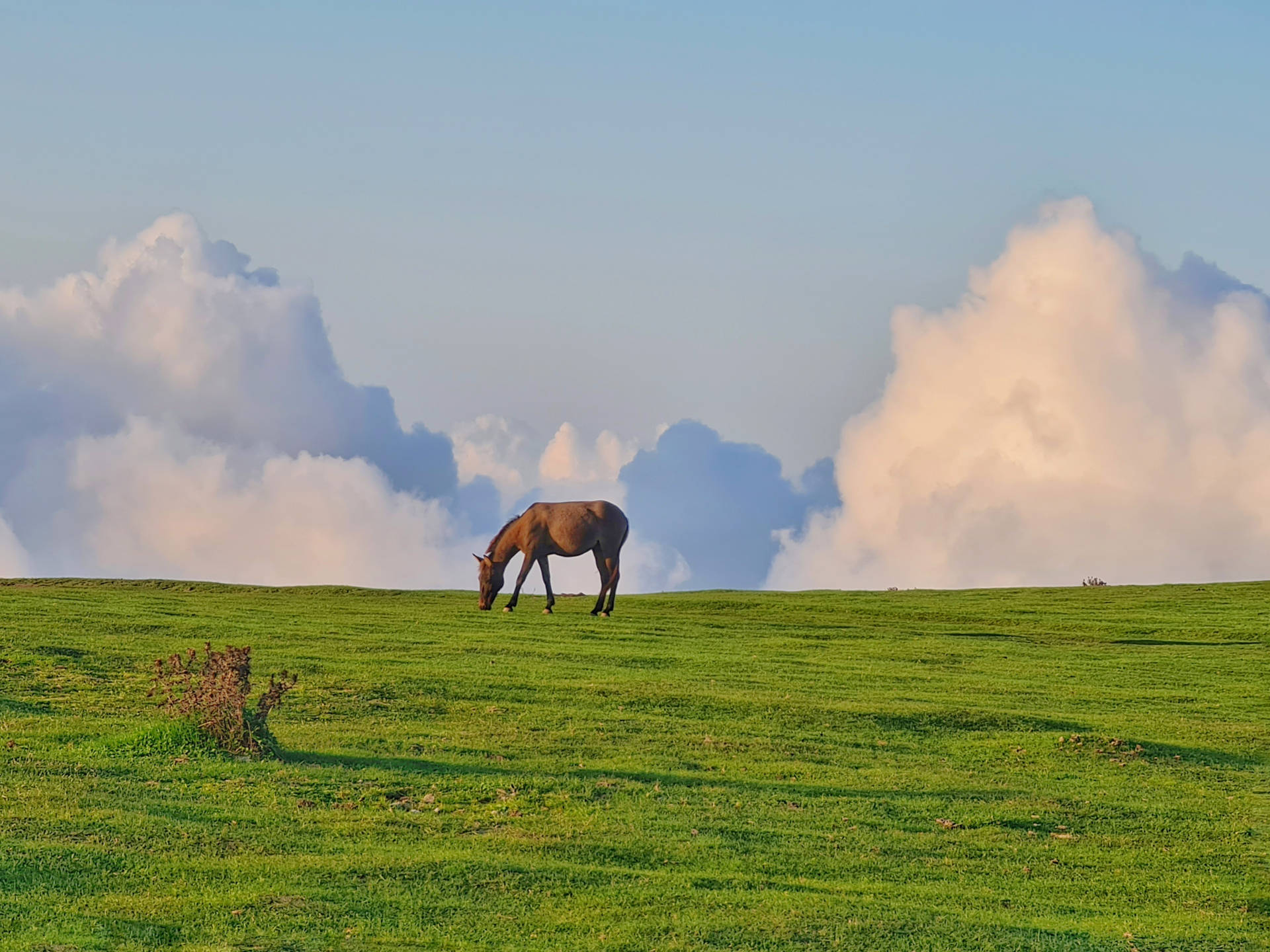 Brown Horse Eating On Meadow Background
