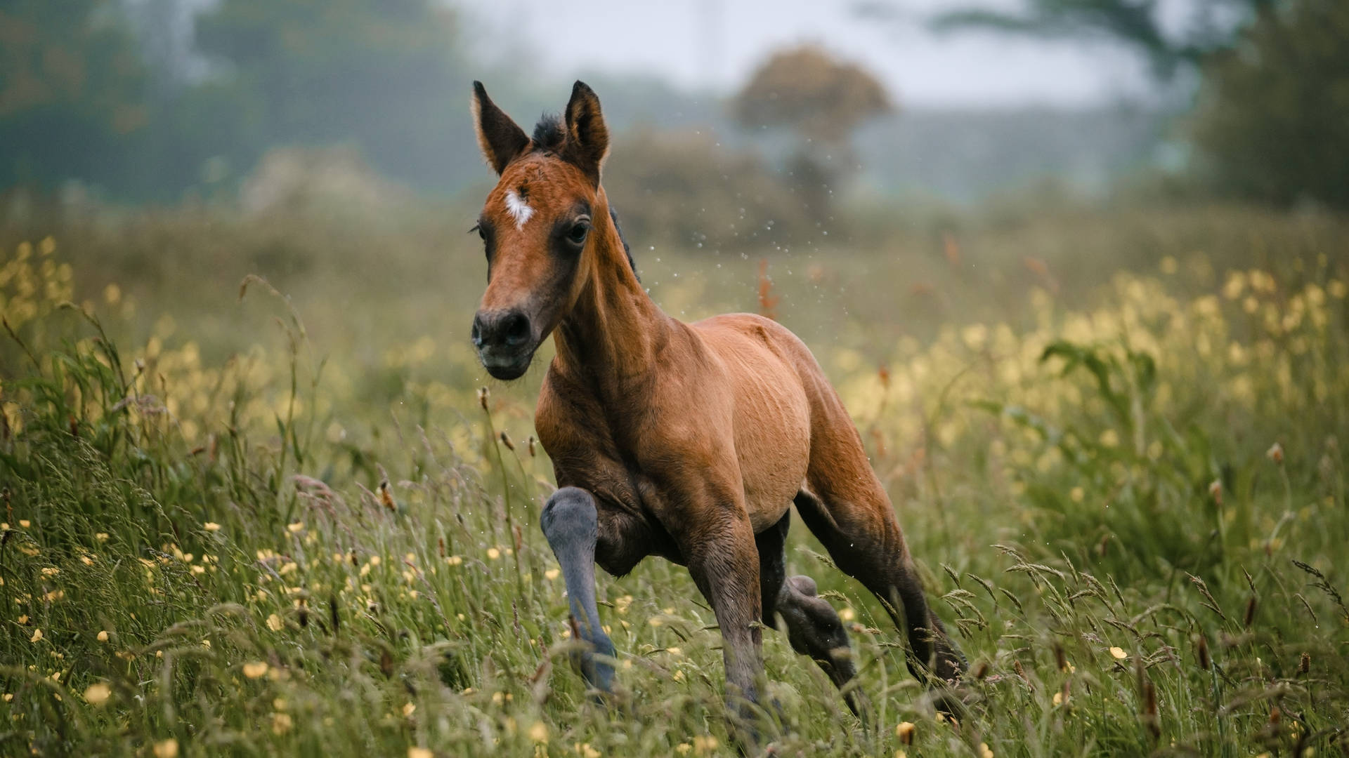 Brown Horse Foal Galloping In Buttercup Field Background