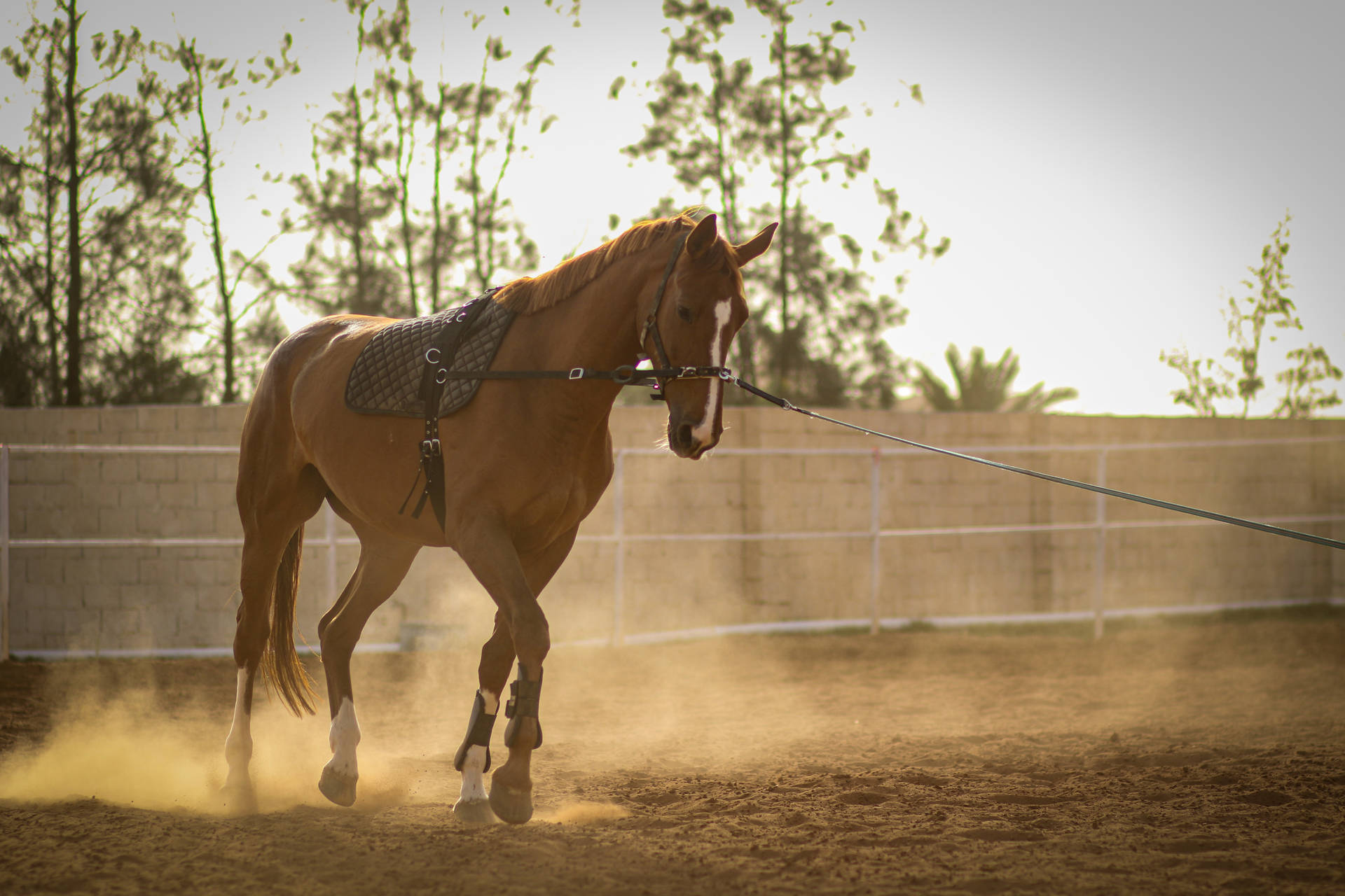 Brown Horse From Libya Background