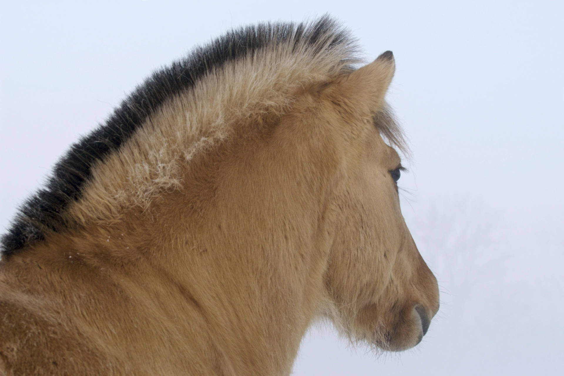 Brown Horse In Winter Background