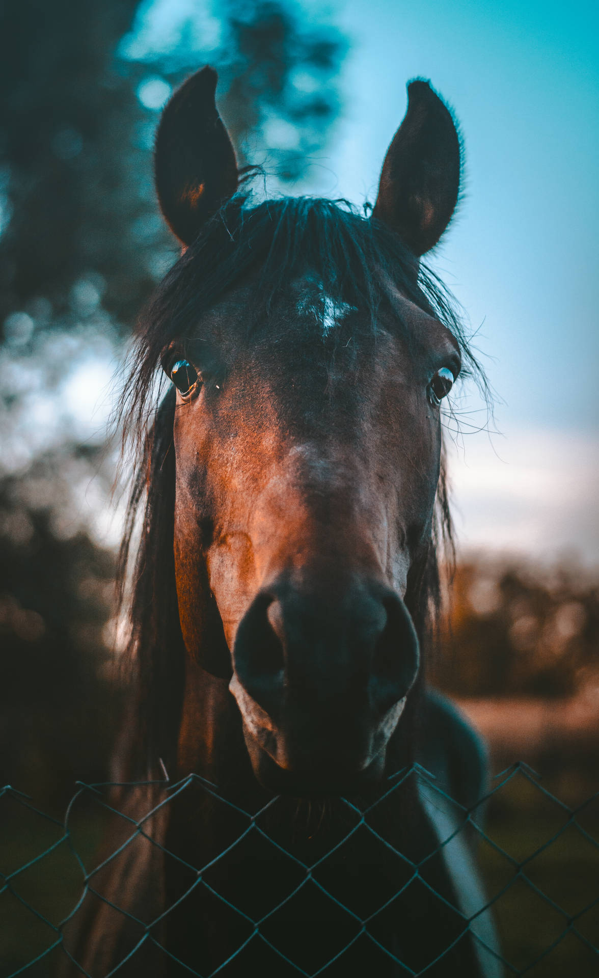 Brown Horse Background