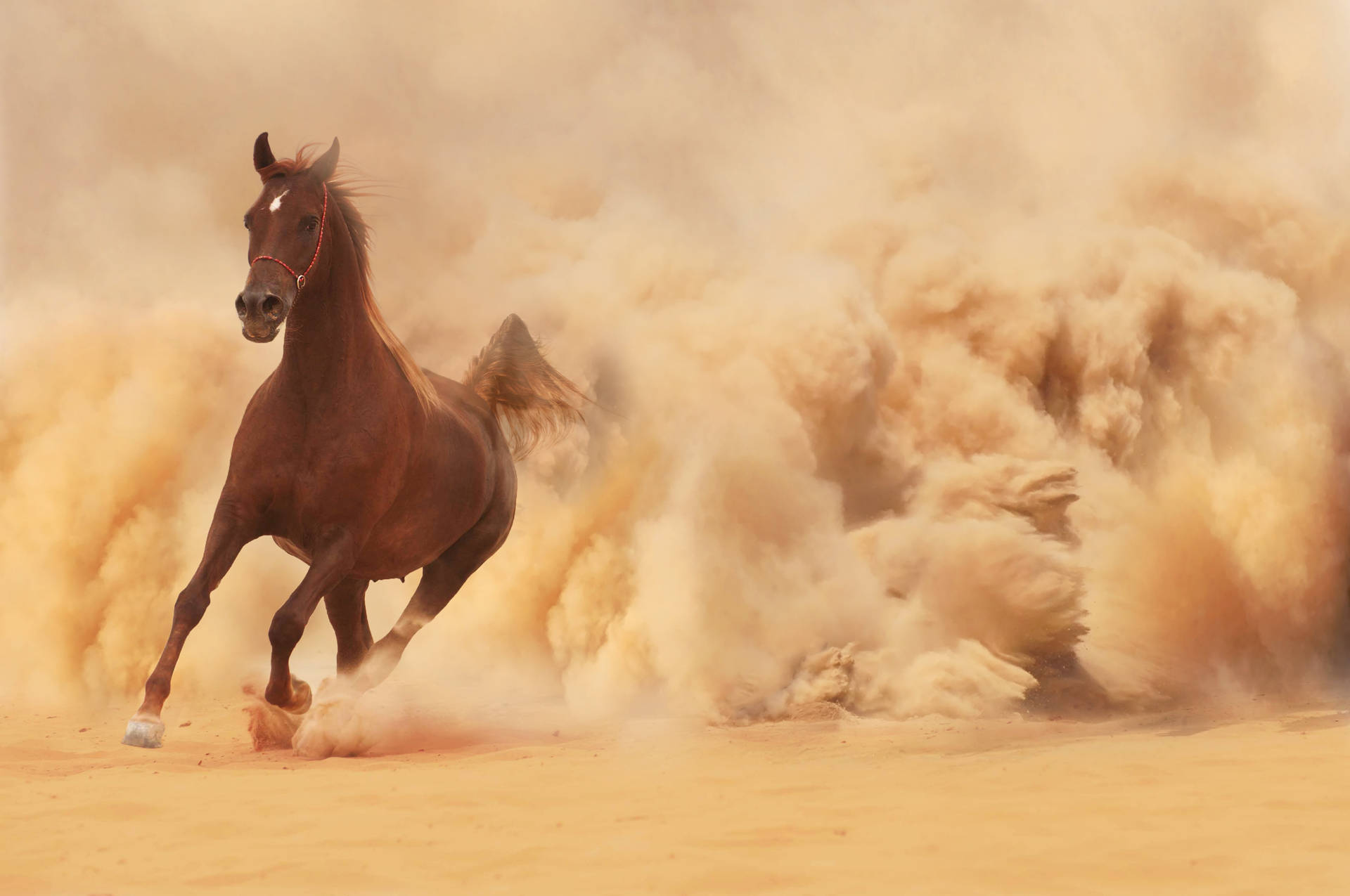 Brown Horse Running In The Desert Background