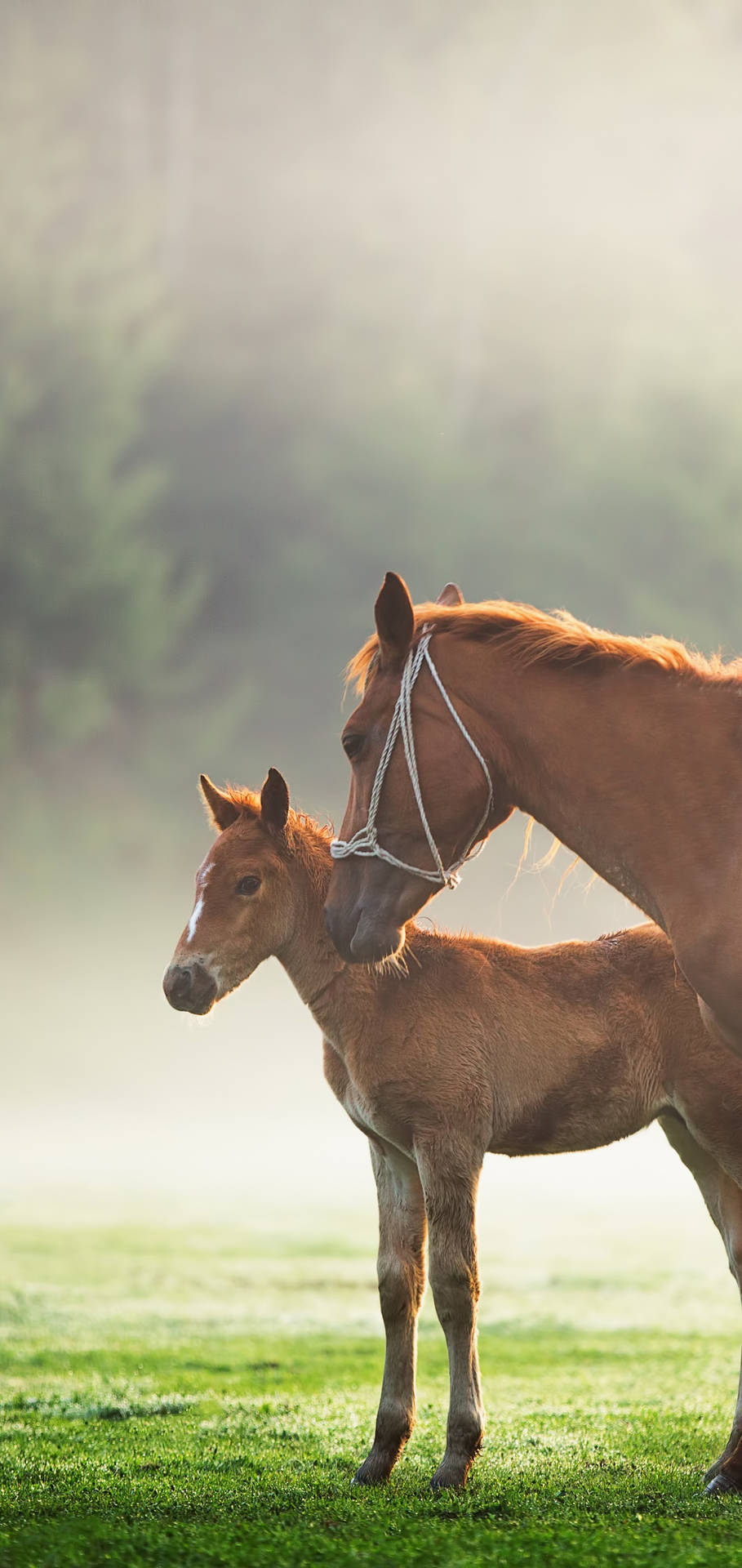 Brown Horse With Baby Foal