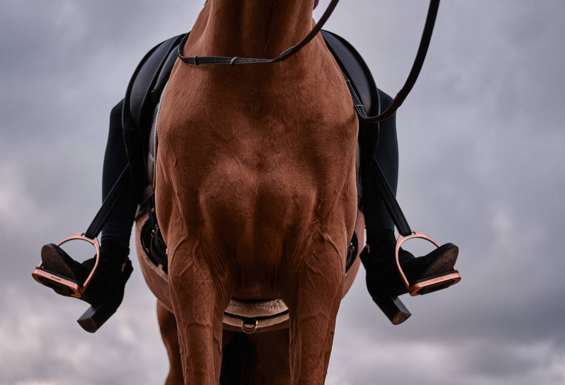 Brown Horse With Black Leather Saddle Background