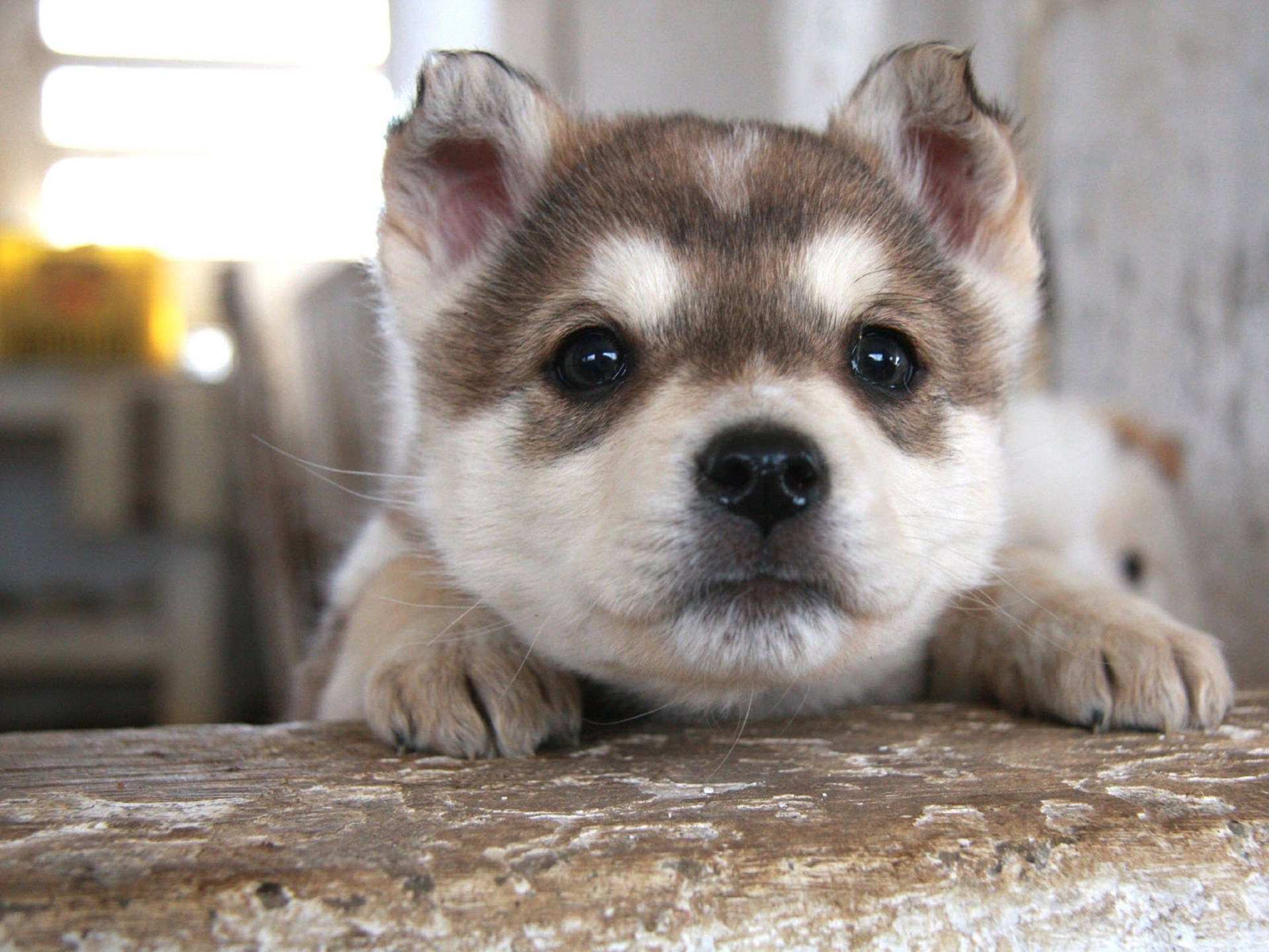 Brown Husky Puppy Peeking