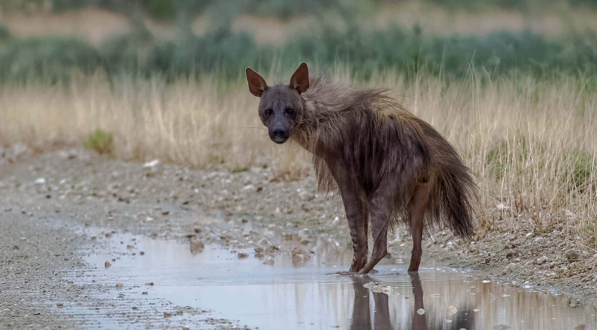 Brown Hyena Standing Near Water Puddle Background