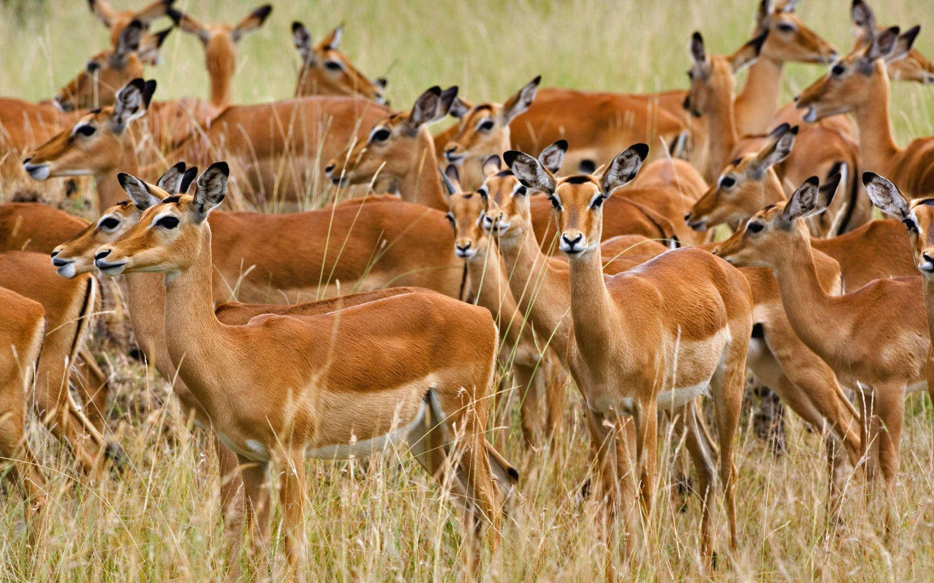 Brown Impala Animal In Kenya Background