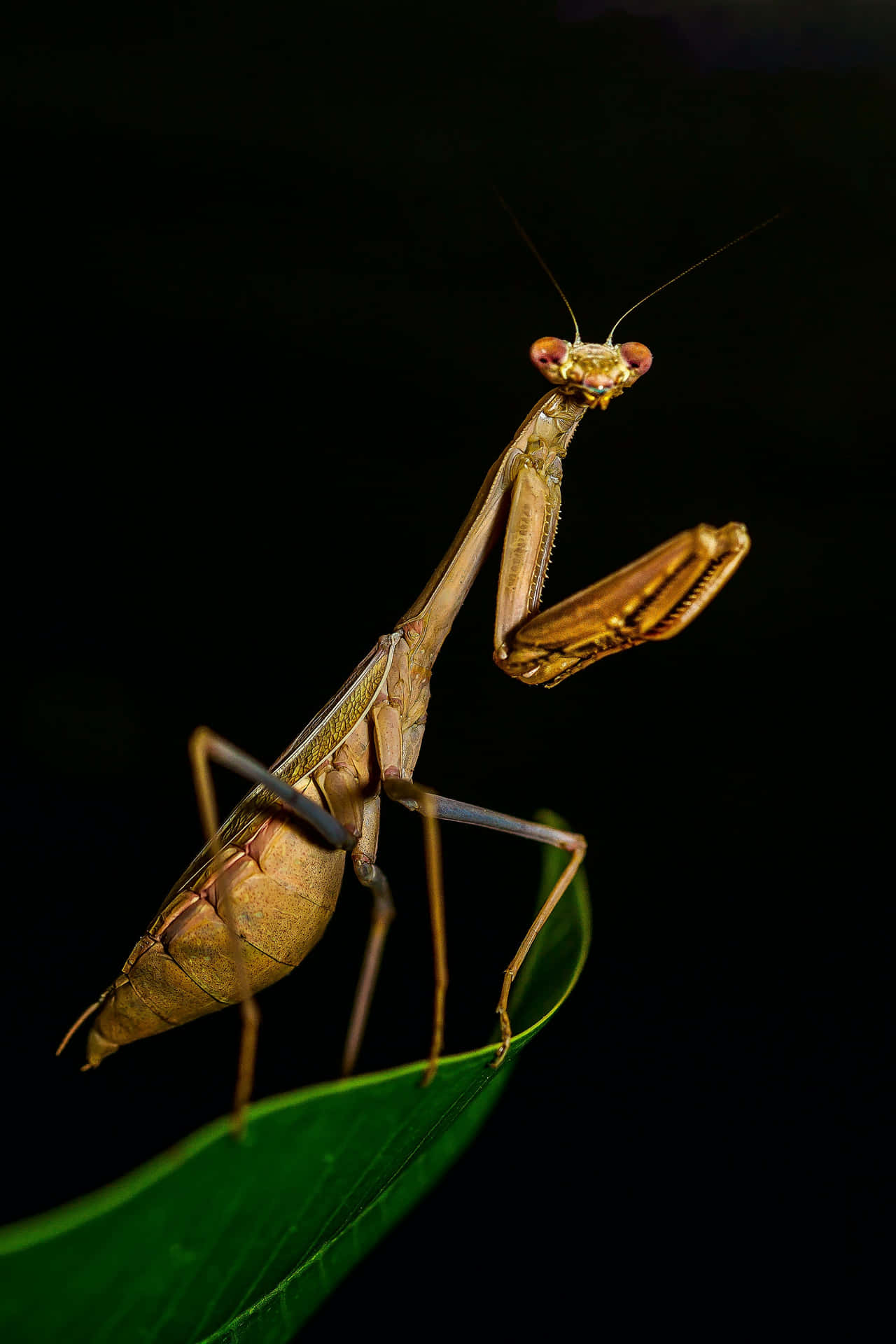 Brown Insects Called Mantis Background