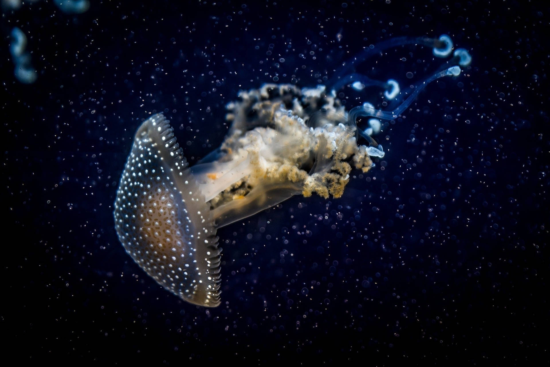 Brown Jellyfish In Dark Underwater World Background