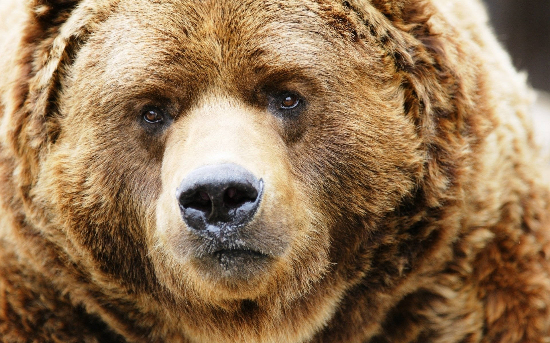 Brown Kodiak Bear Background