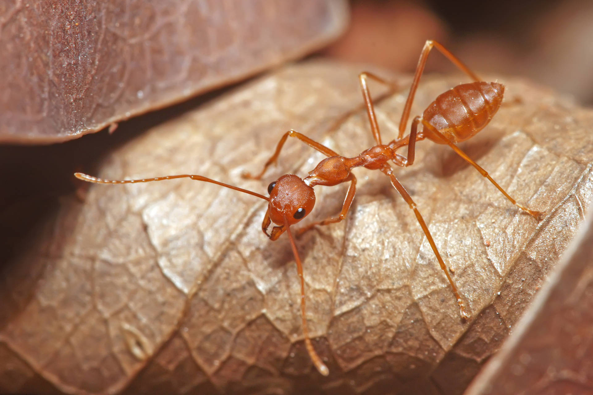 Brown Leaf Ant Background