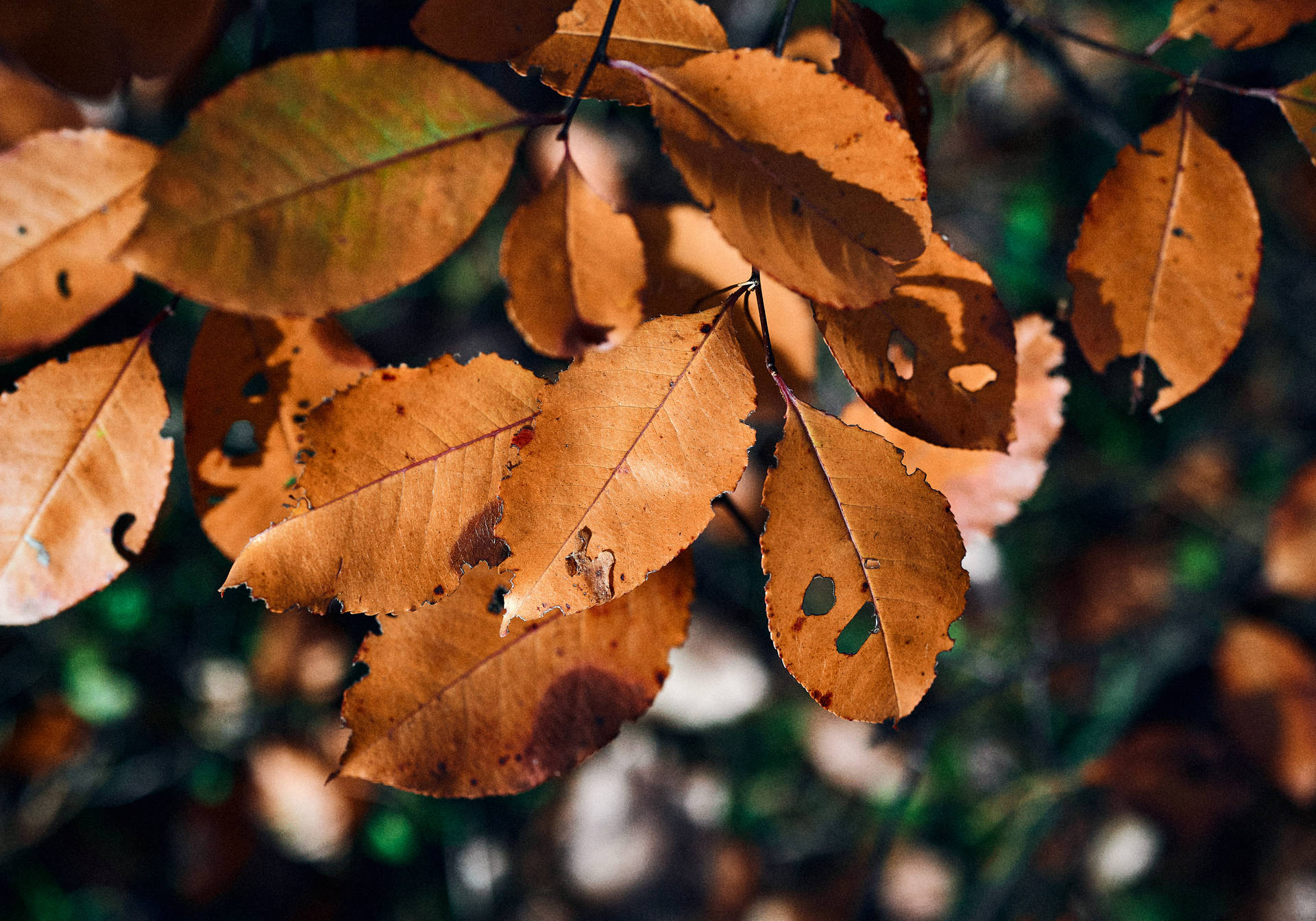 Brown Leaves Fall Desktop Background