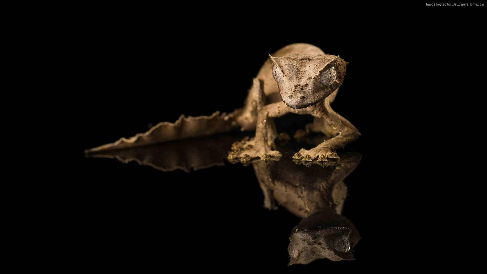 Brown Leopard Gecko On Black Background