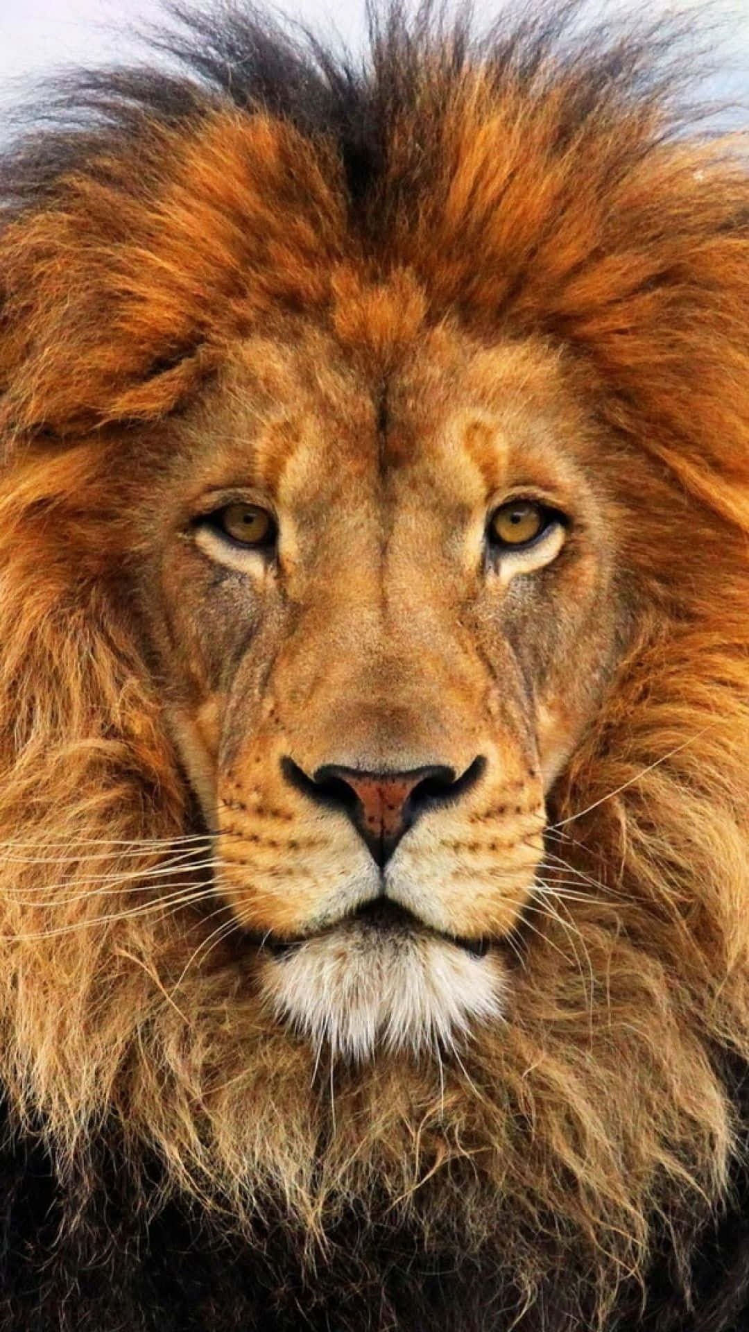 Brown Lion Face Background