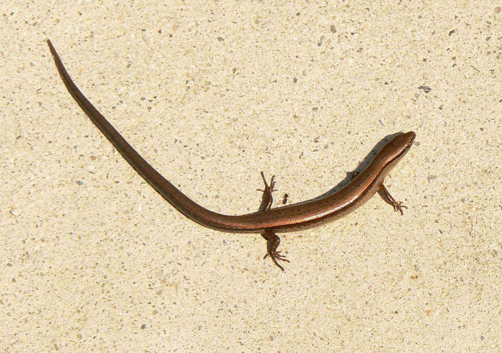 Brown Little Ground Skink Lizard Background