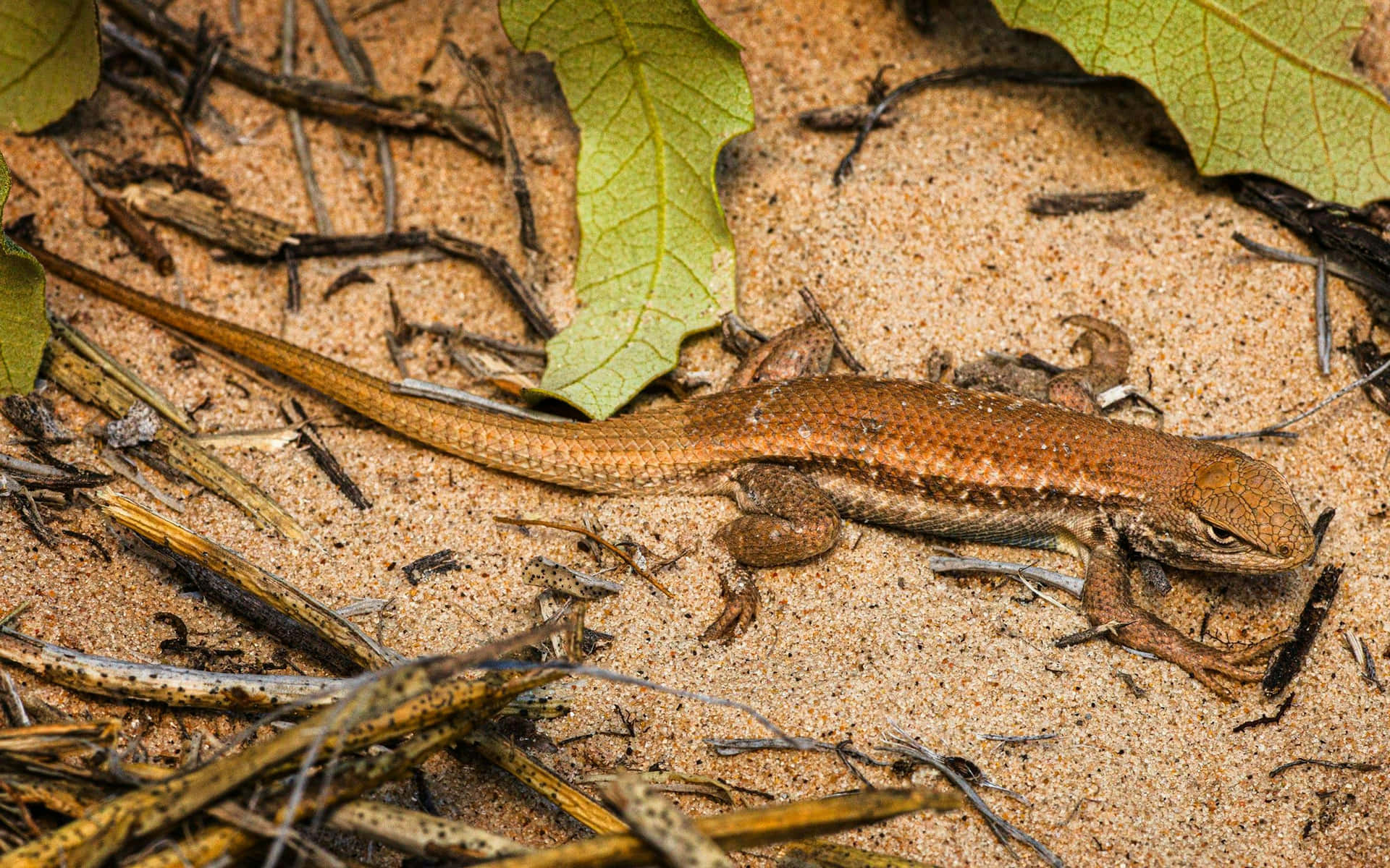 Brown Lizard Camouflagedin Sand