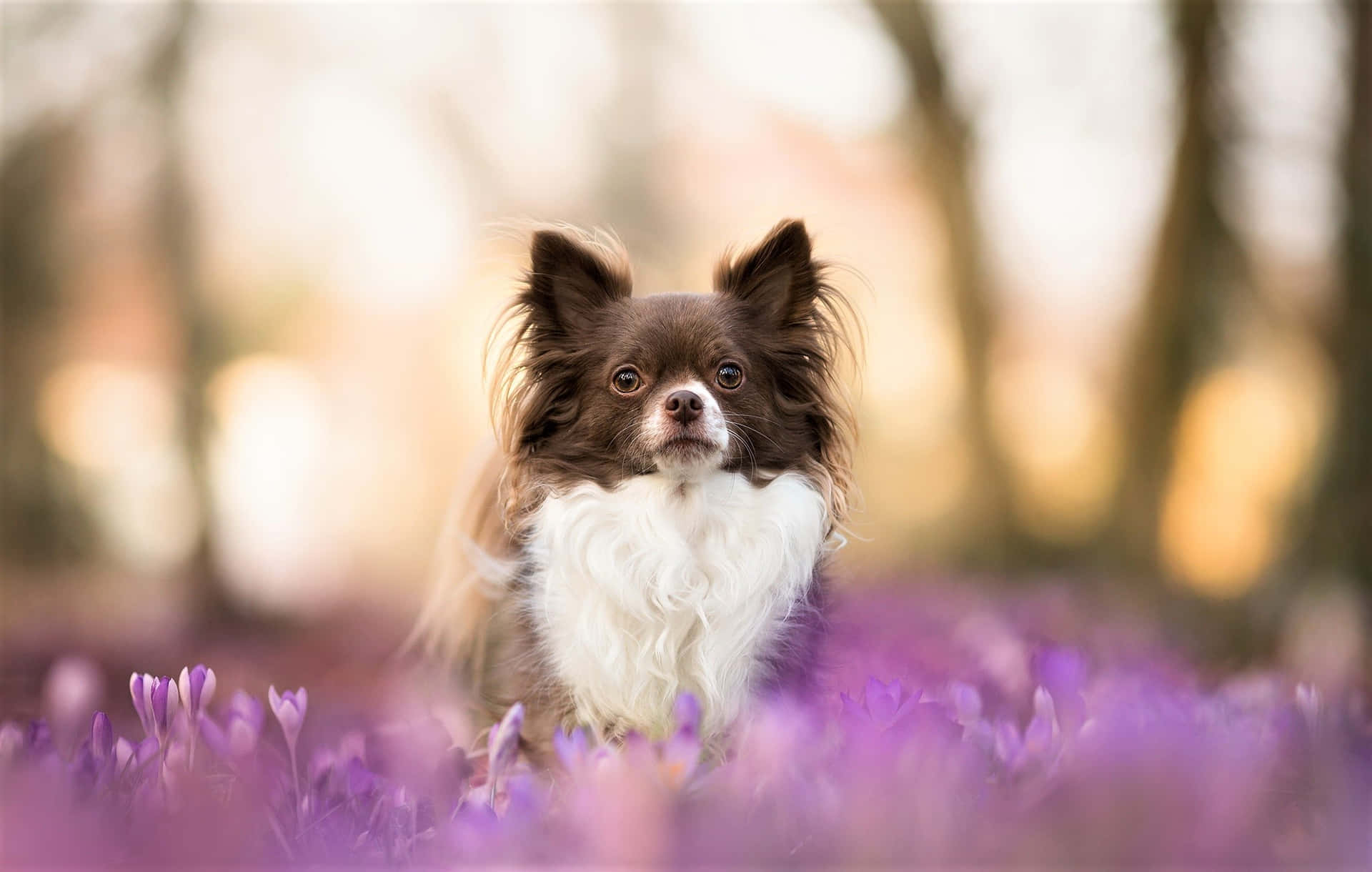 Brown Long Haired Chihuahua Dog Lavender Garden Background