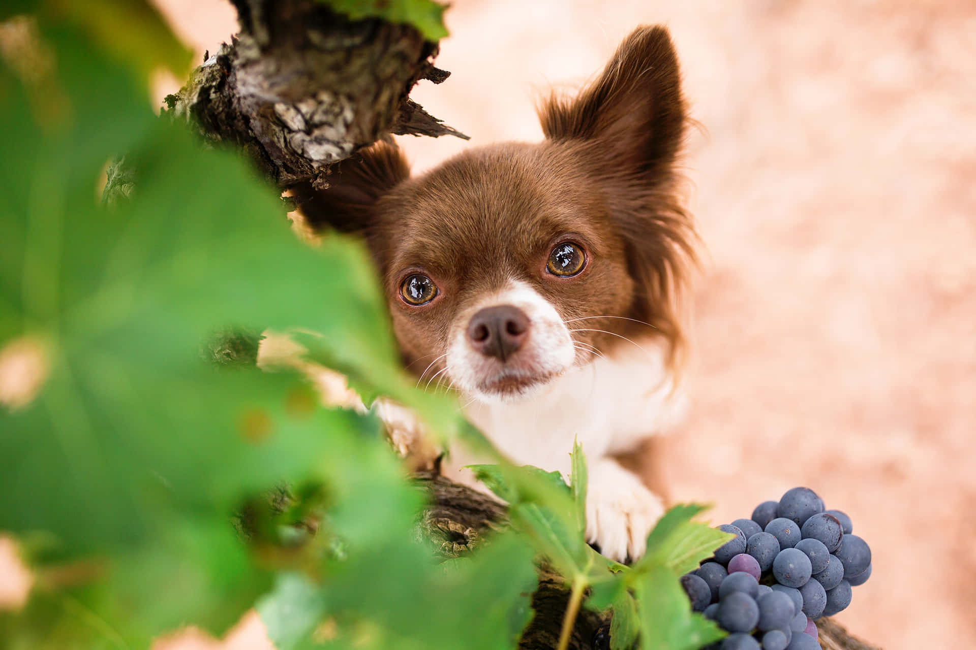 Brown Long Haired Chihuahua Dog With Grapes Background