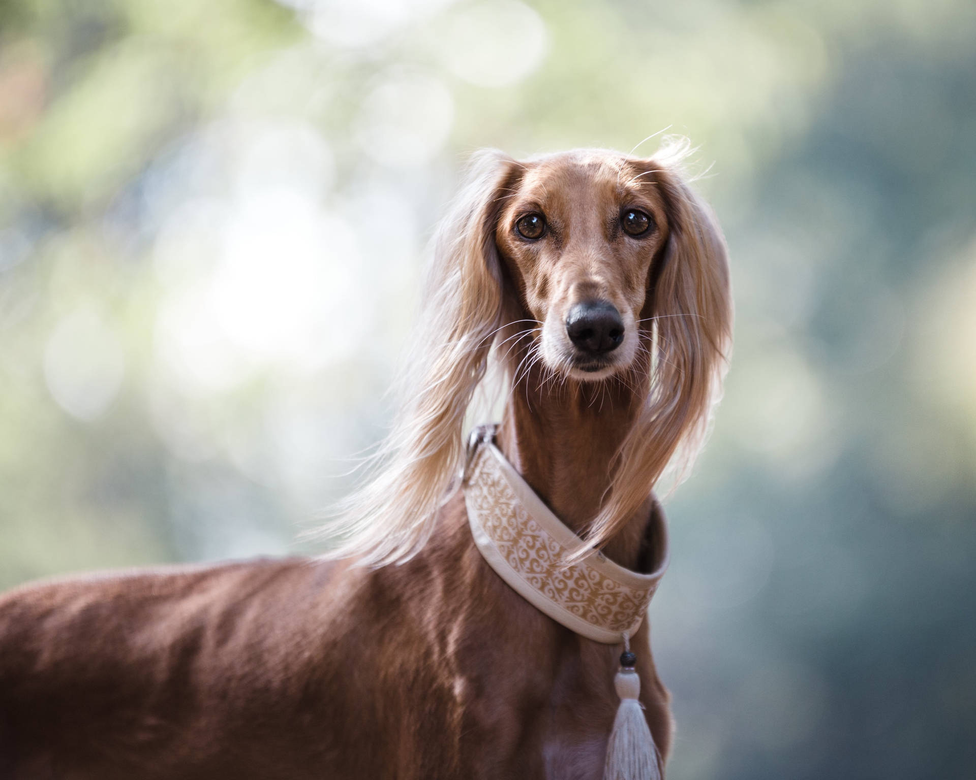 Brown Long Haired Greyhound