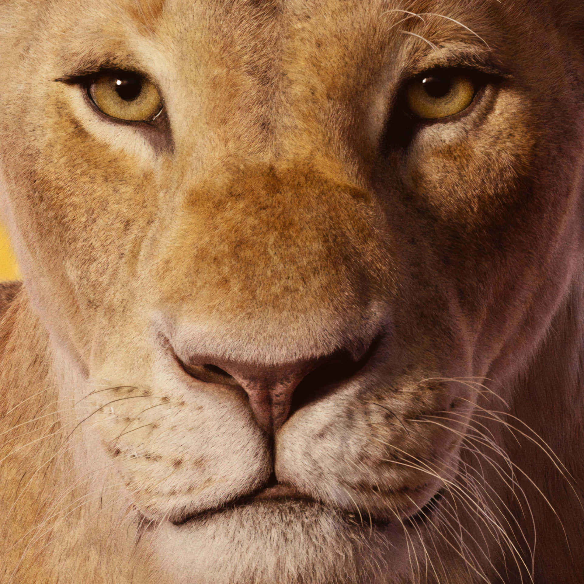 Brown Mane Lion Face Background