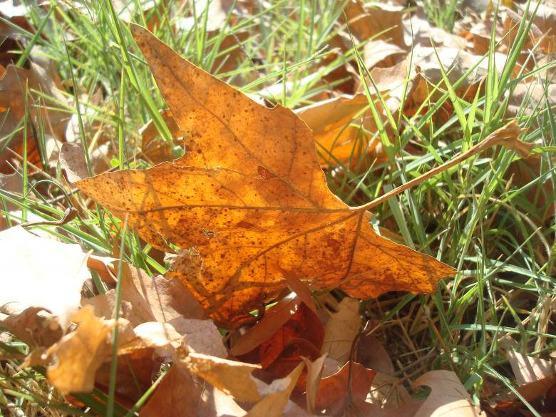 Brown Maple Leaf Beautiful Autumn Desktop Background