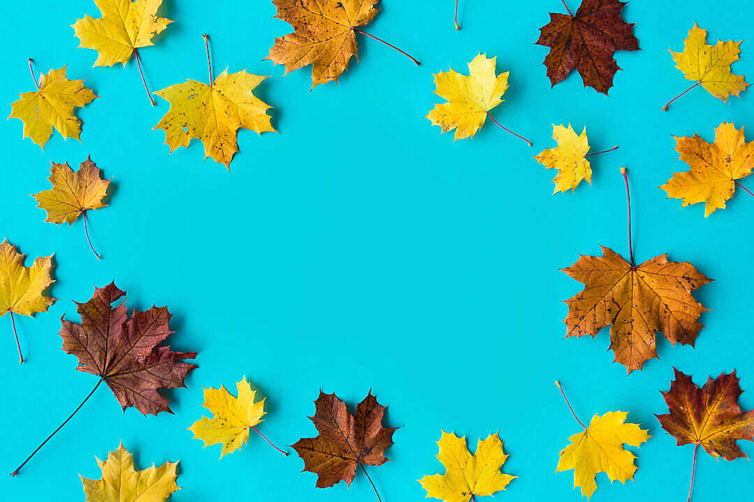 Brown Maple Leaves Beautiful Autumn Desktop Background