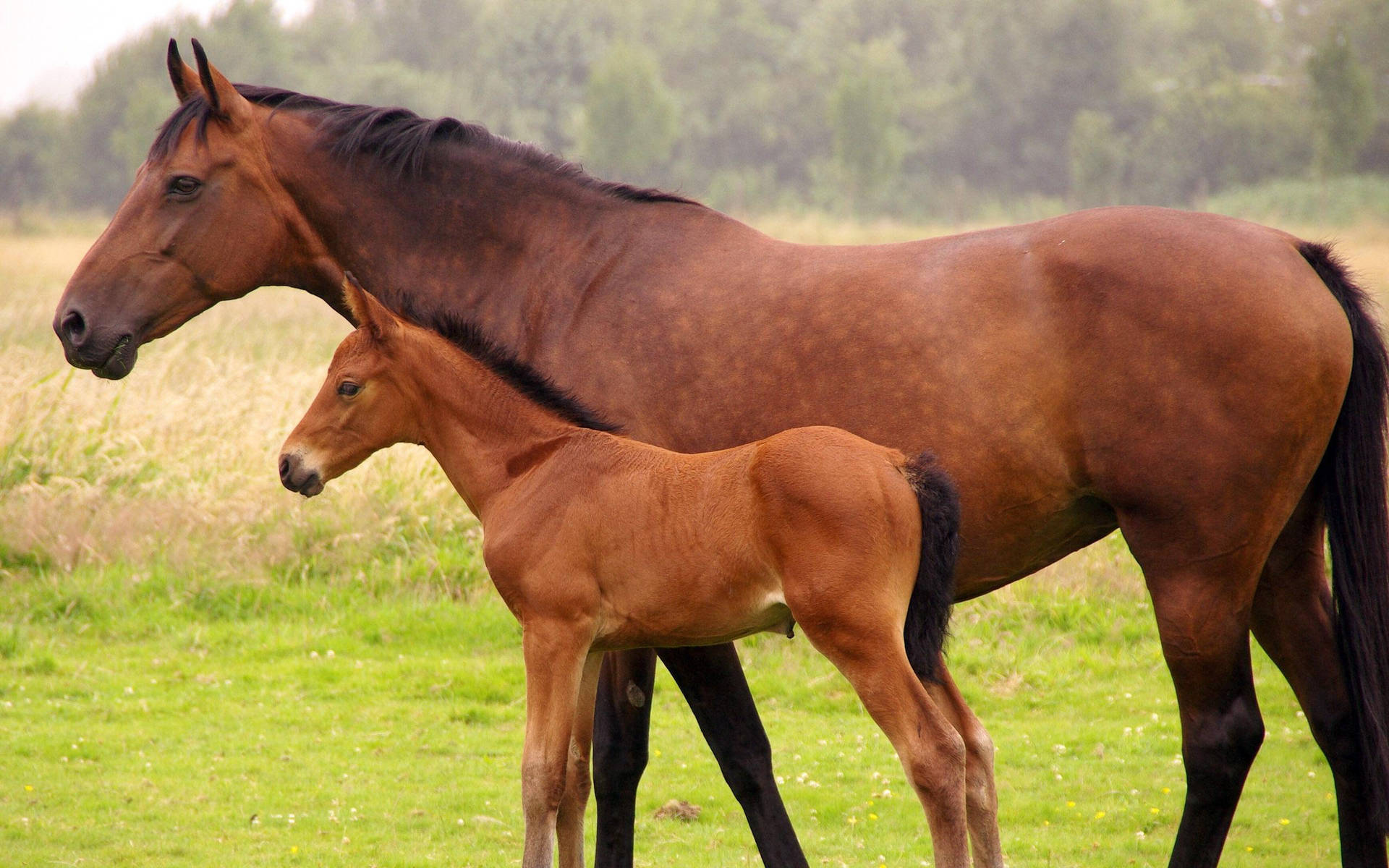 Brown Mare And Baby Foal Side Angle Background