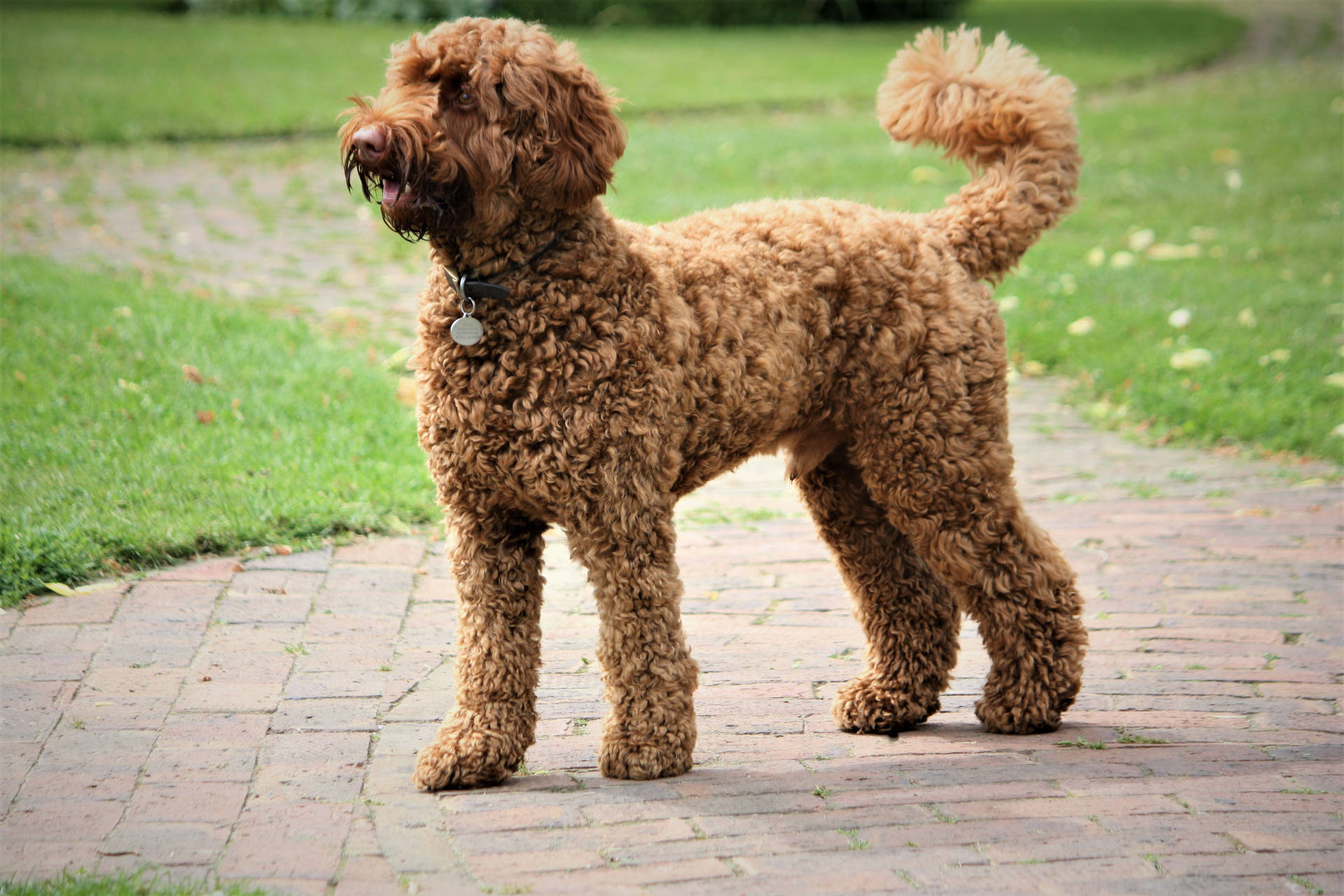 Brown Miniature Poodle Side View Background