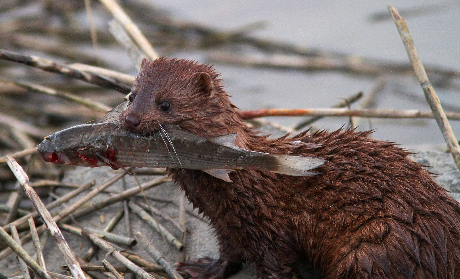 Brown Mink Catching A Fish Background