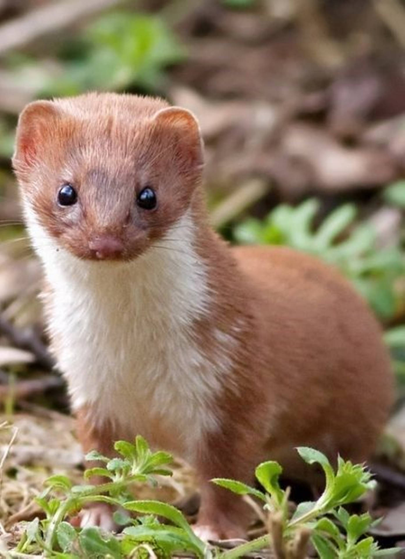 Brown Mink In Forest Background