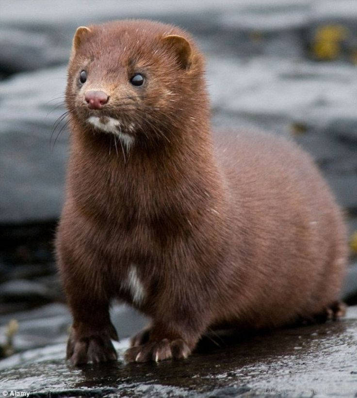 Brown Mink On The Riverside