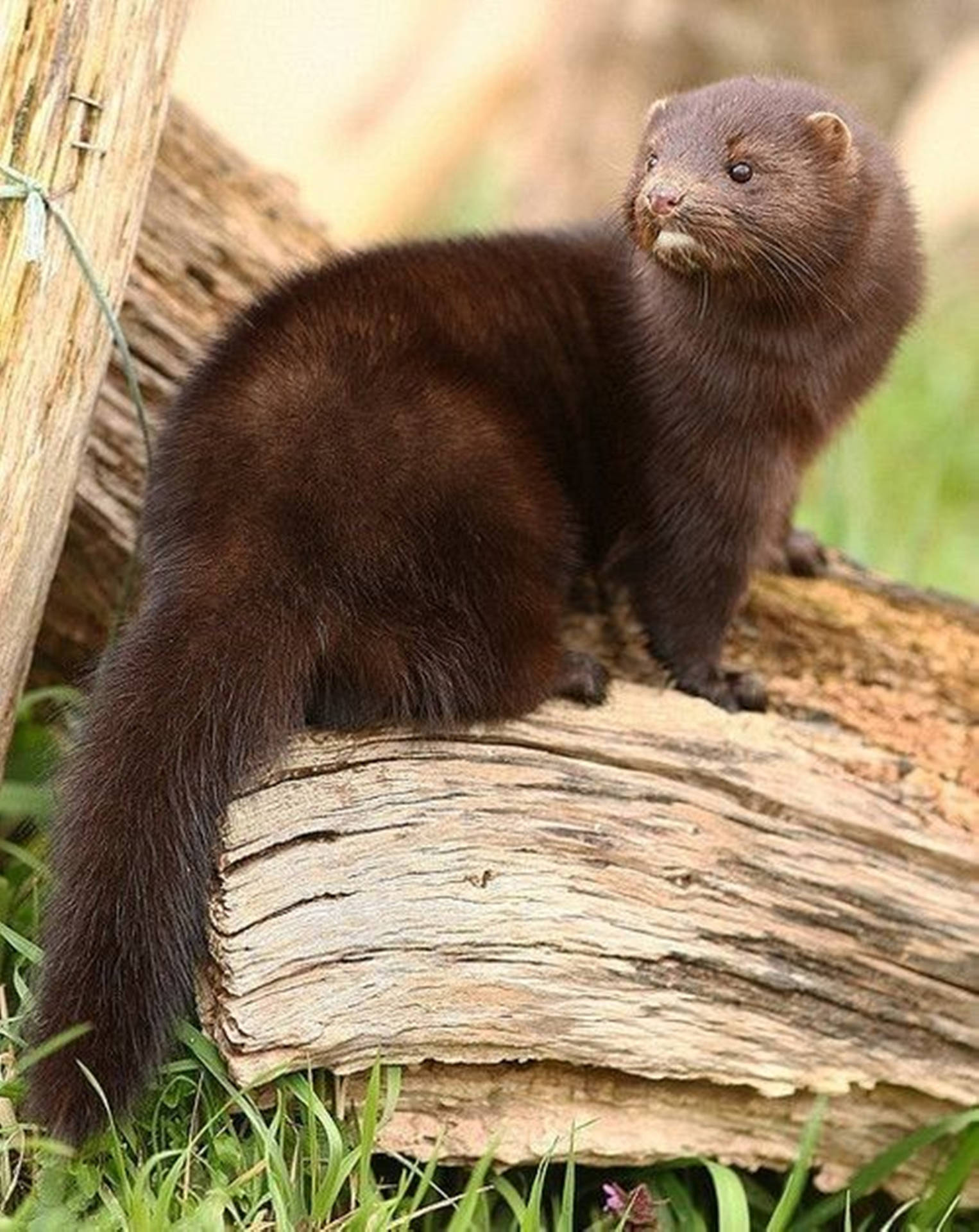 Brown Mink On Tree Bark Background