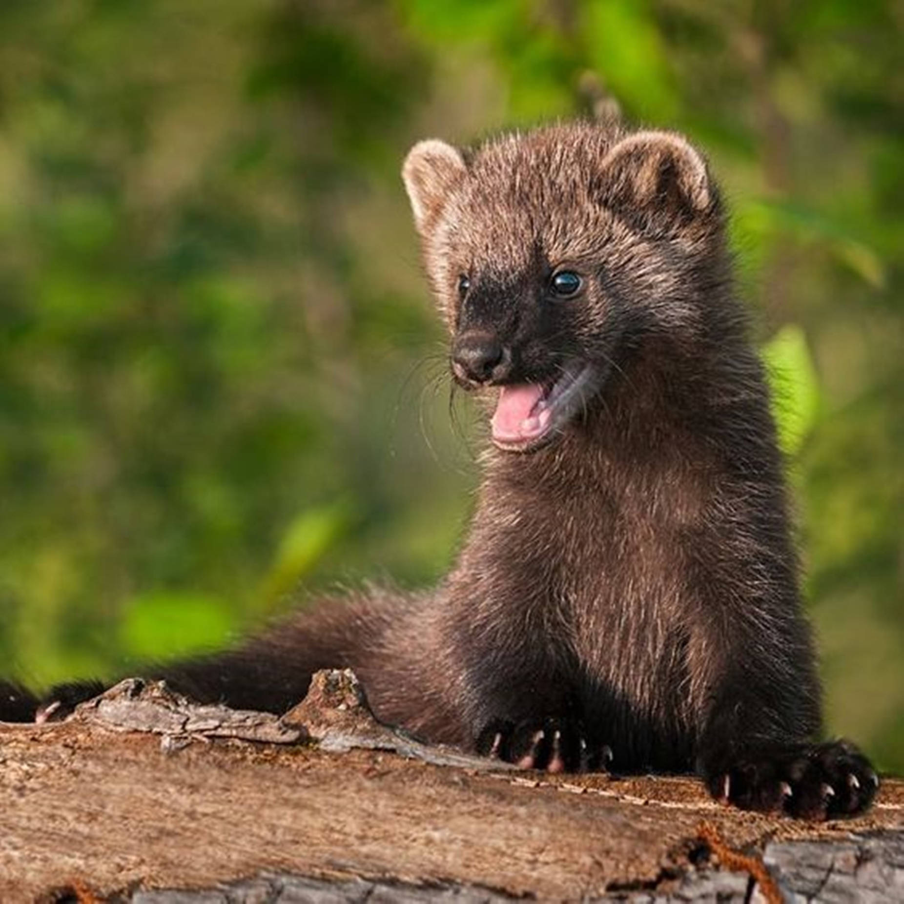 Brown Mink With Amusing Face Background