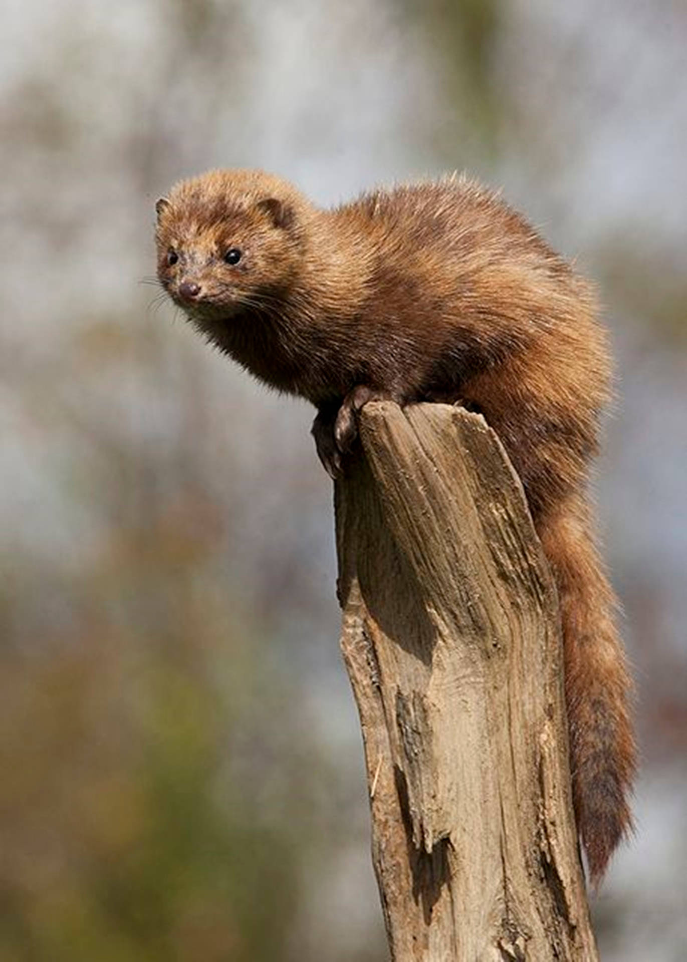 Brown Mink With Fluffy Fur Background