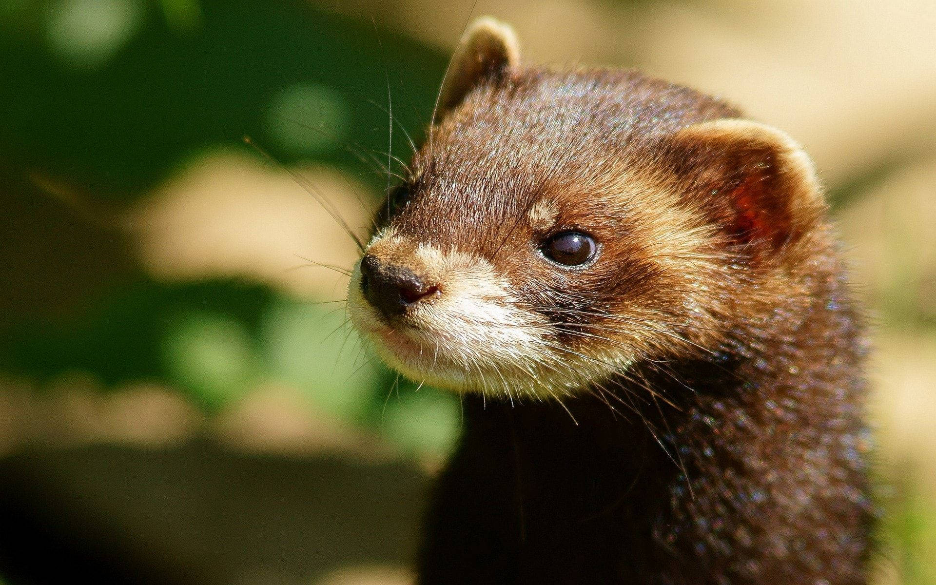 Brown Mink With Hazy Surface Background