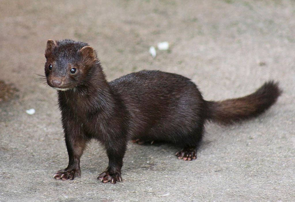 Brown Mink With Lustrous Fur