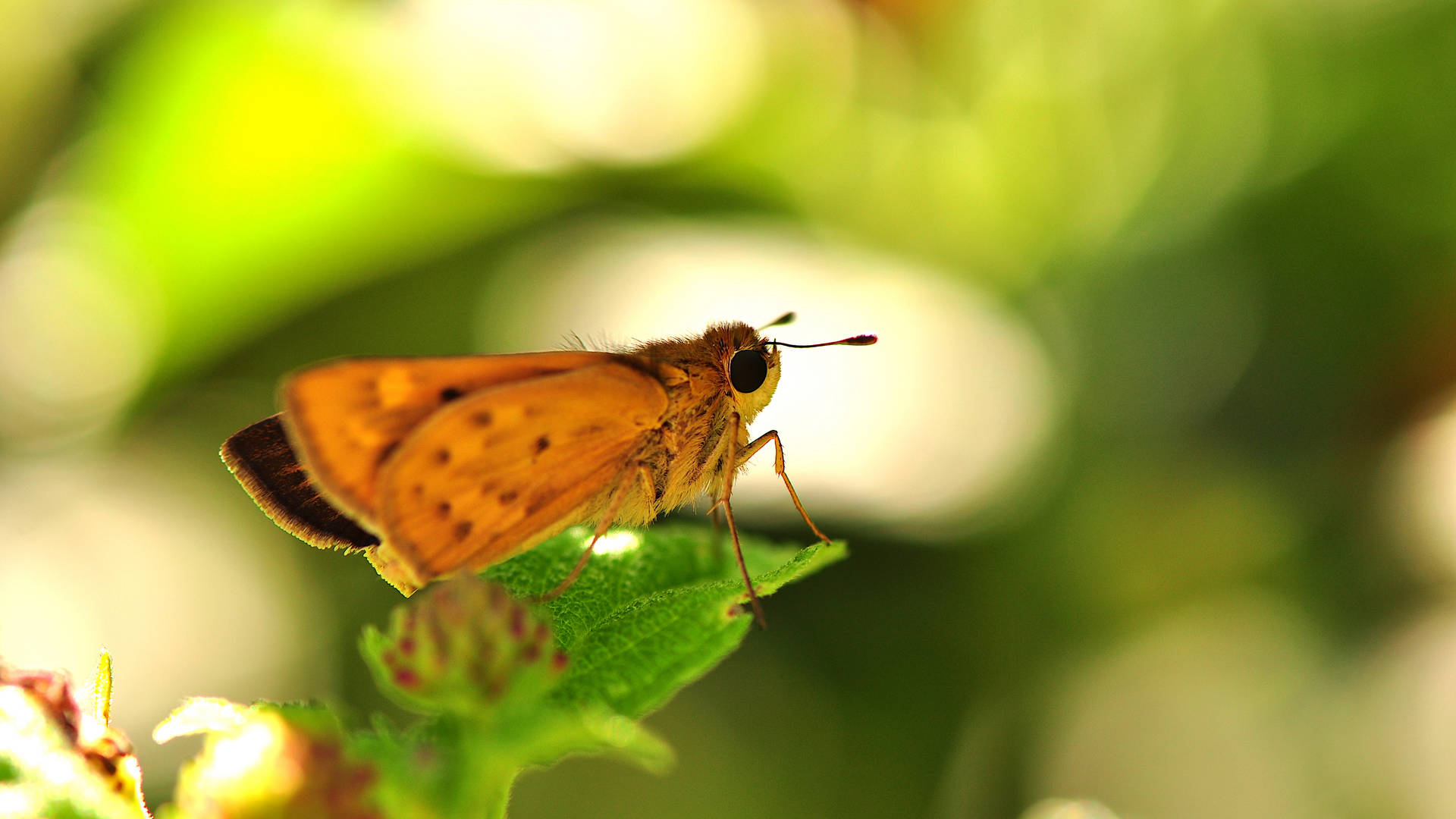 Brown Moth On Green Leaf In Close Up Photography During Daytime Background
