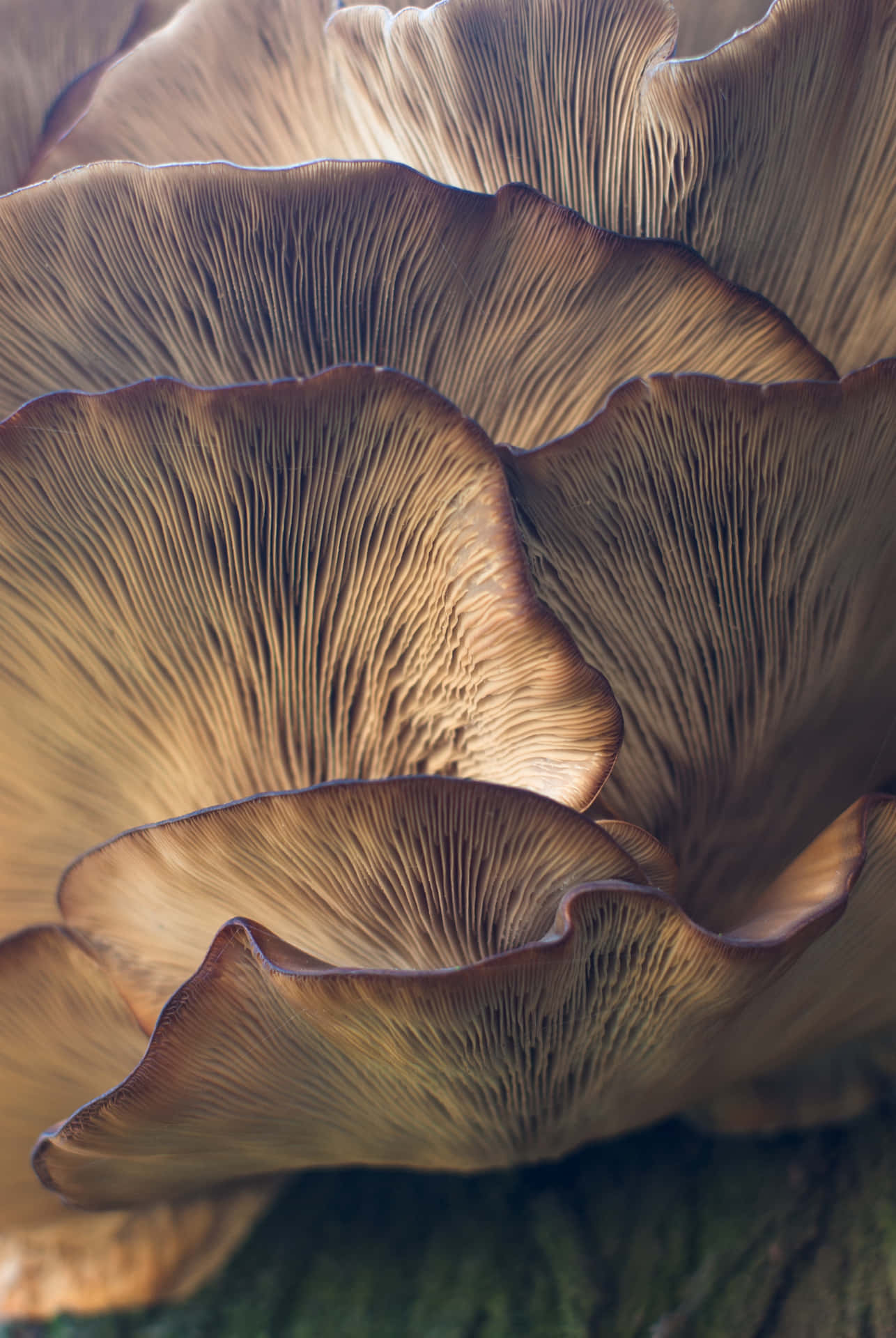 Brown Oyster Mushroom Fungus Selective Focus Background