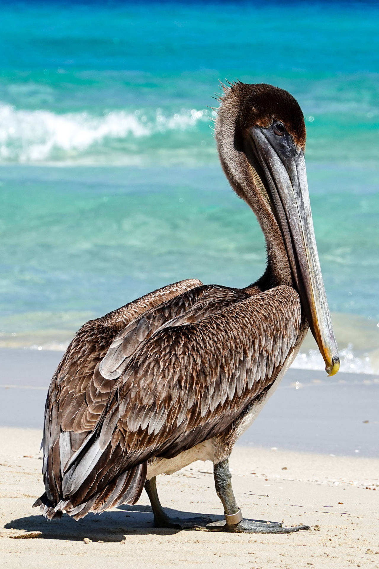 Brown Pelican Beautiful Birds Background