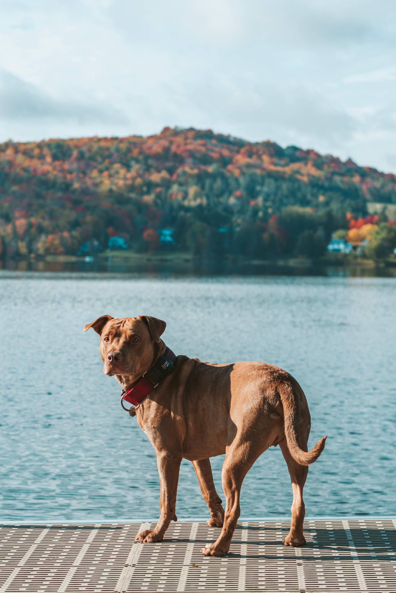 Brown Pitbull In The Lakeside Background
