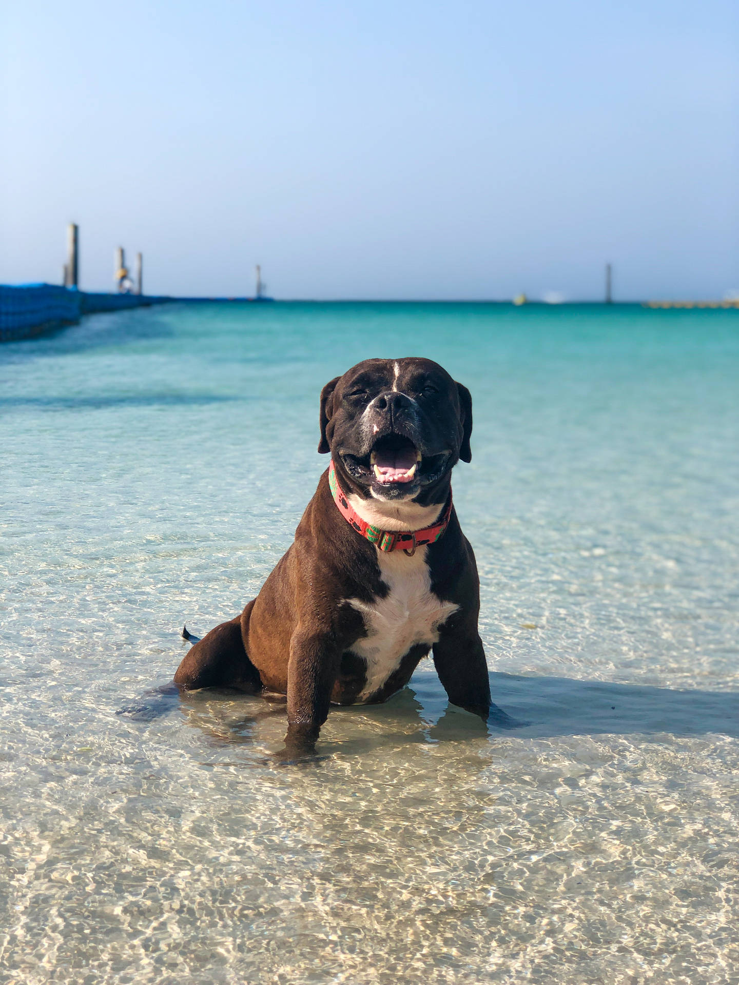 Brown Pitbull On The Beach Background